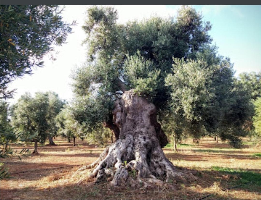 Room In Bb - Stunning Quadruple Room In Ancient Masseria Near The Sea In A Quiet Olive Trees Остуни Екстериор снимка