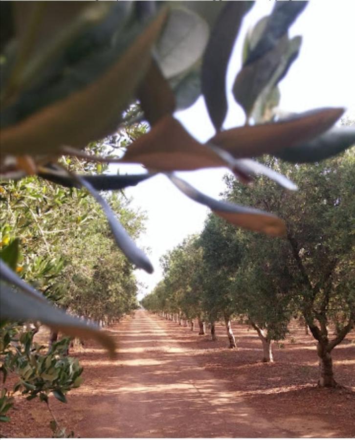 Room In Bb - Stunning Quadruple Room In Ancient Masseria Near The Sea In A Quiet Olive Trees Остуни Екстериор снимка